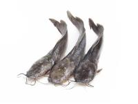 CATFISH